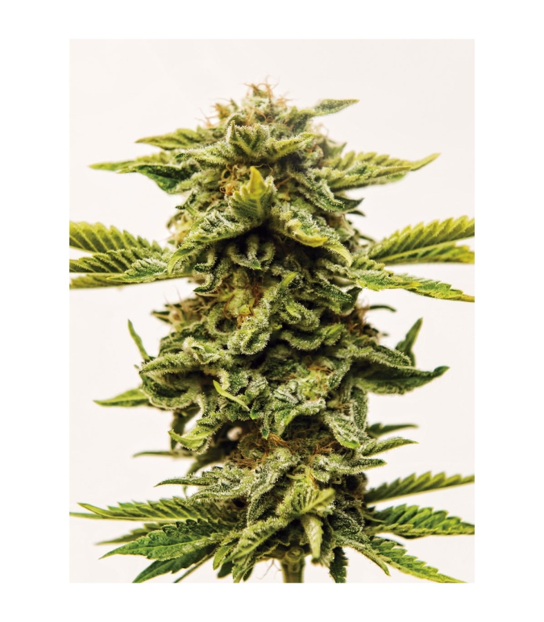 Sheer Lemon OG - Sheer Seeds