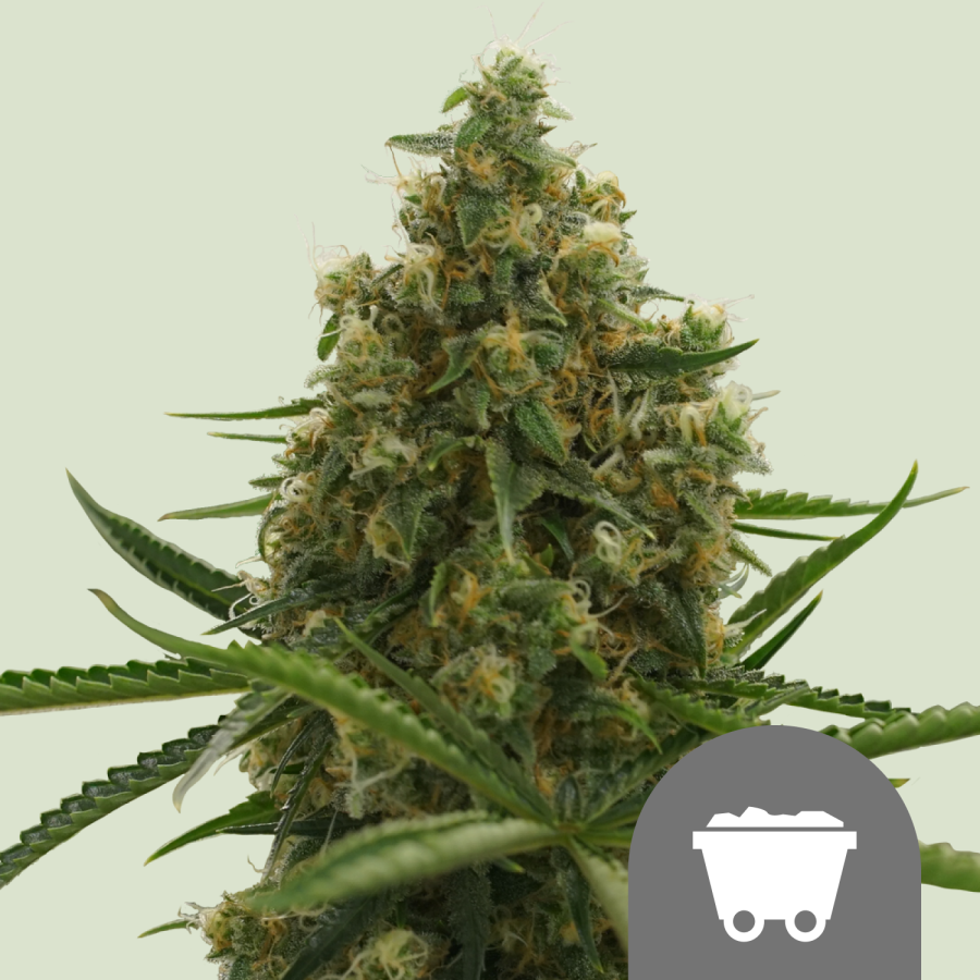 Shining Silver Haze Reg. - Royal Queen Seeds