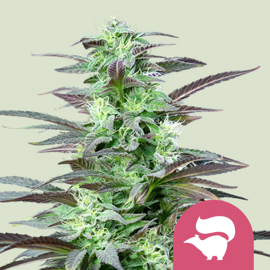 Skunk XL - Royal Queen Seeds