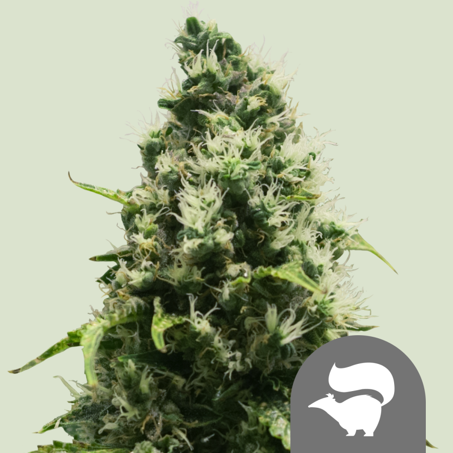 Skunk XL Reg. - Royal Queen Seeds