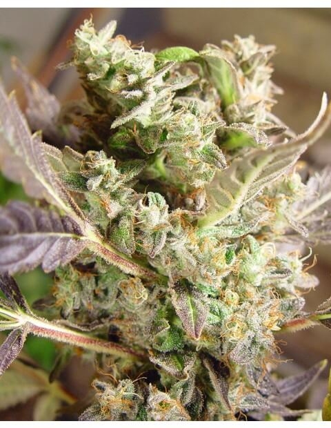 Somango - Soma Sacred Seeds NL