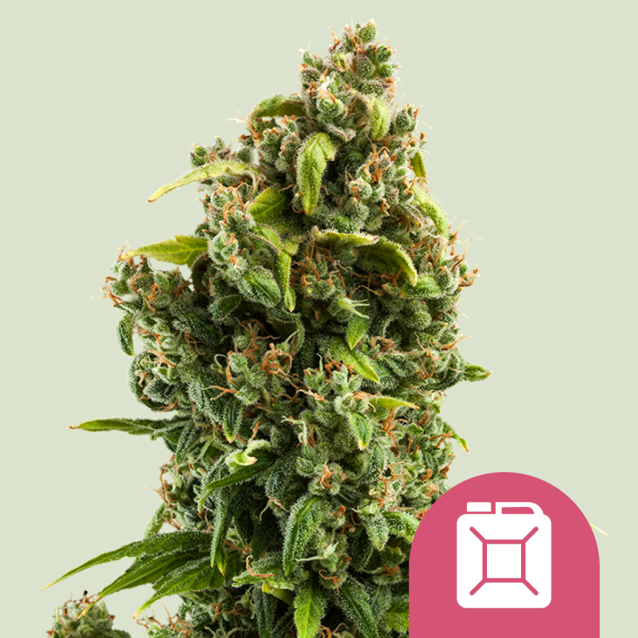 Sour Diesel - Royal Queen Seeds