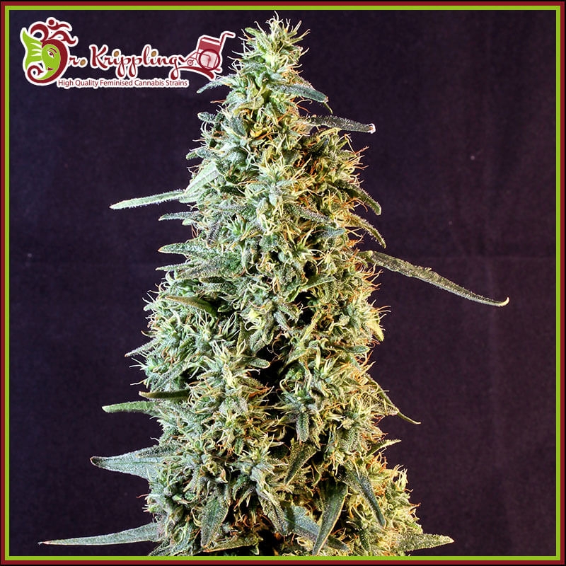 Strawberry Banana Whip Auto - Dr Krippling Seeds