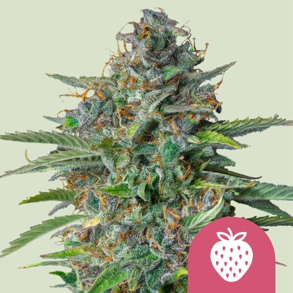 Strawberry Cough - Royal Queen Seeds