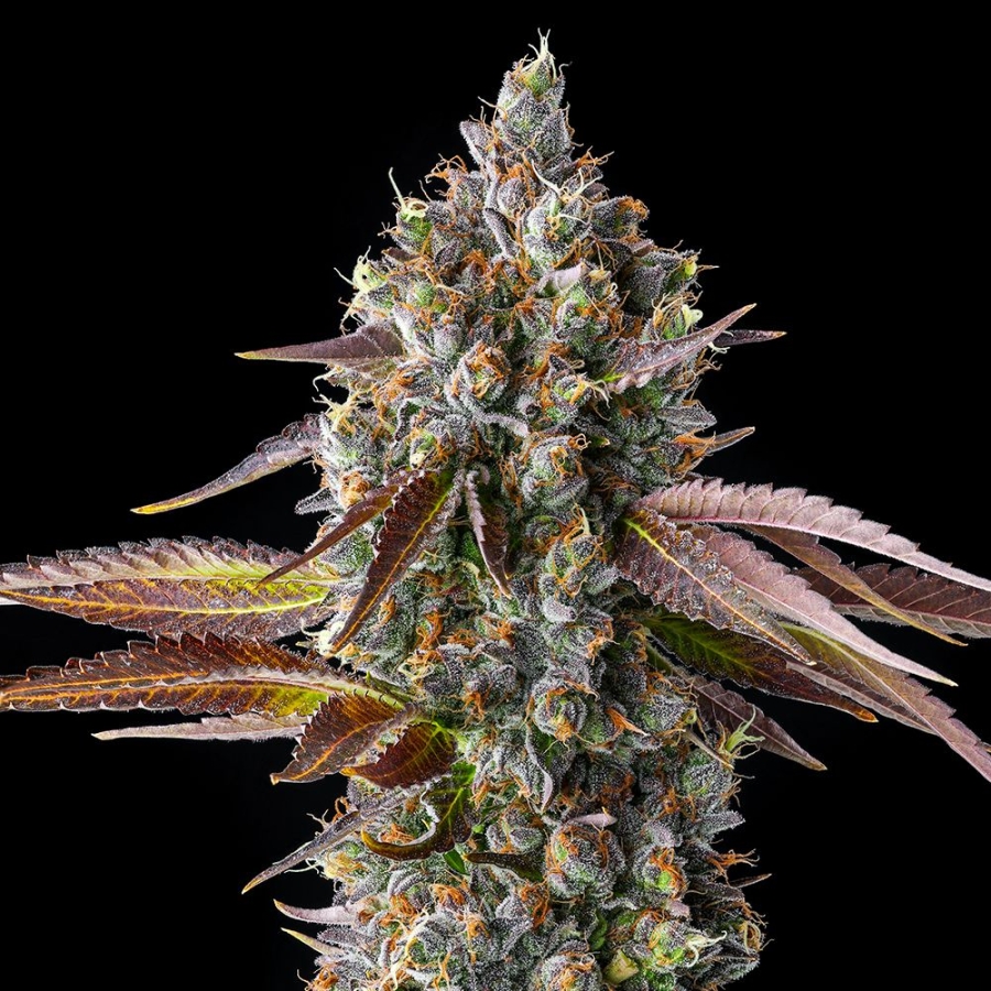 Strawberry Skrilla - Compound Genetics