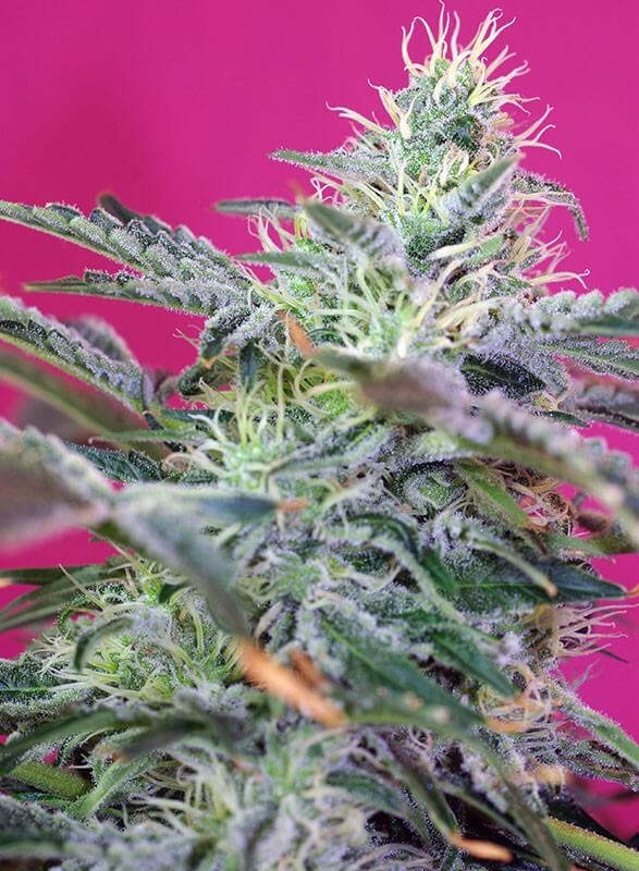 Sweet Cheese Auto - Sweet Seeds