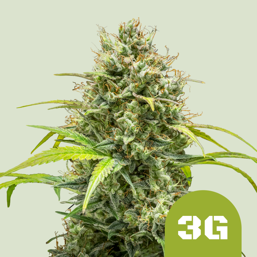Triple G Automatic - Royal Queen Seeds