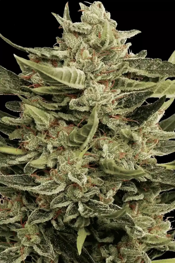 Vertigo Auto - Paradise Seeds