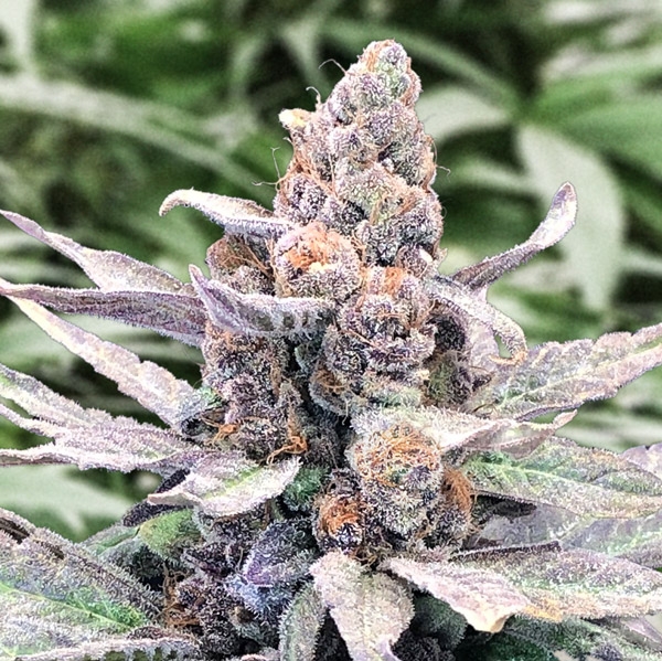 Wedding Crasher Auto - High Speed Buds
