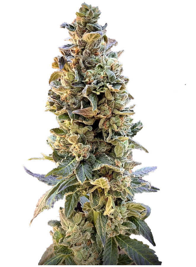 XTC OG - Elev8 seeds