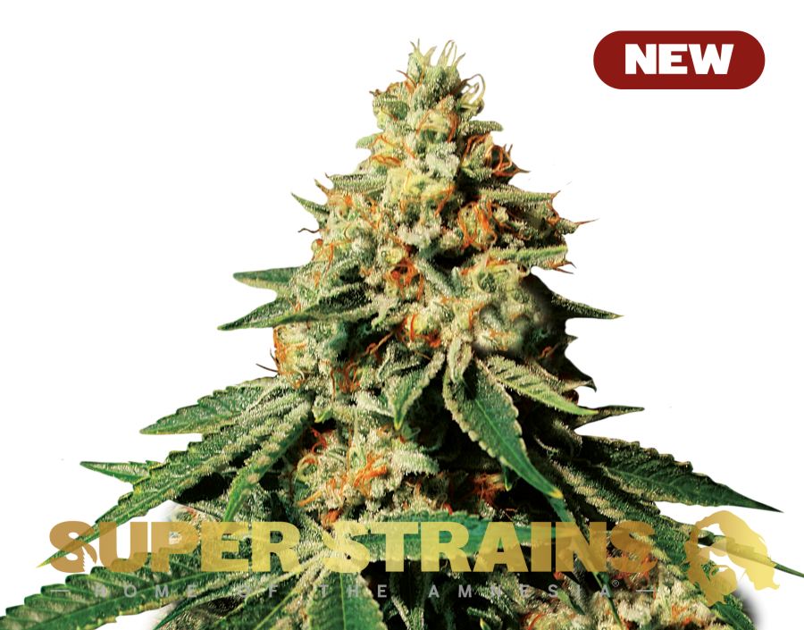 Zkittlez - Super Strains