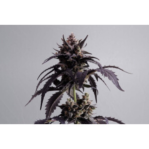 Kannabia Ginger Punsh Auto Fem. 3St.