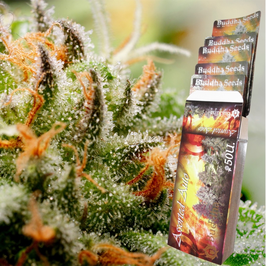Assorted Auto - Buddha Seeds