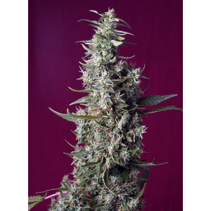 Sweet Seeds Sweet Cherry Pie Fem 3St.