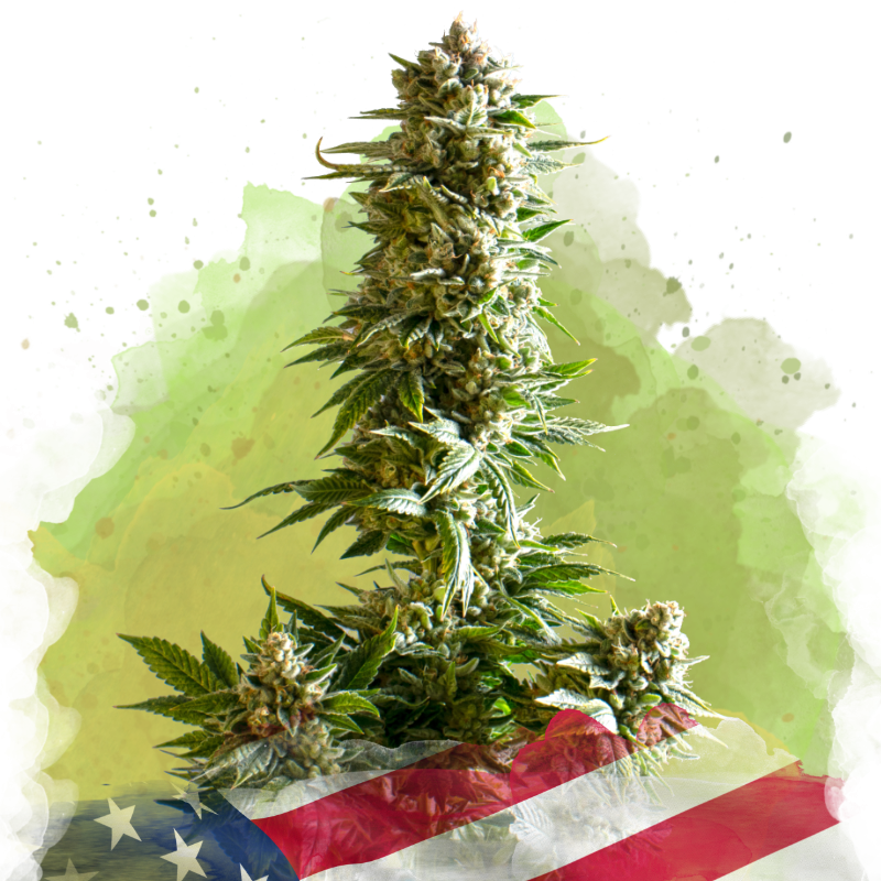 Girl Scout Cookies Auto - Nirvana Seeds