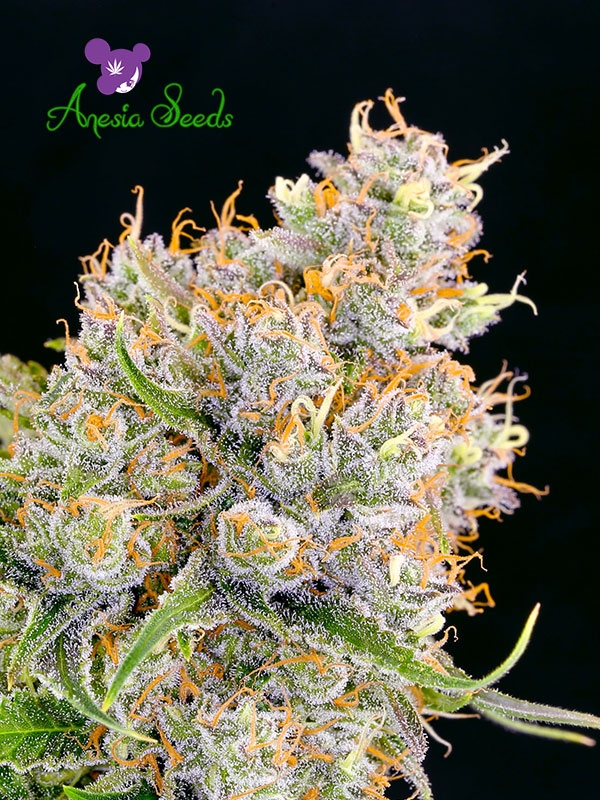 Future #1 - Anesia Seeds