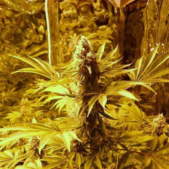 Jock Horror Reg. - Nirvana Seeds