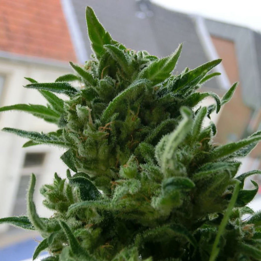 KC33 Reg. - KC Brains