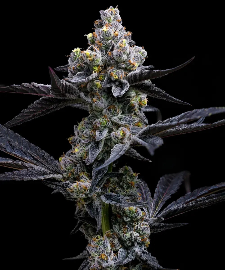 Garlic Cookies - Barney’s Farm