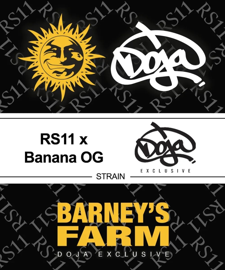 RS11 x Banana OG - Barney’s Farm