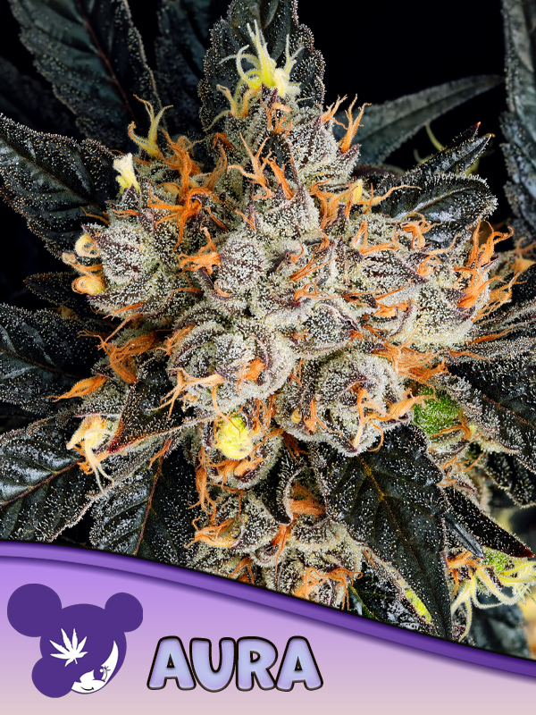 Aura - Anesia Seeds