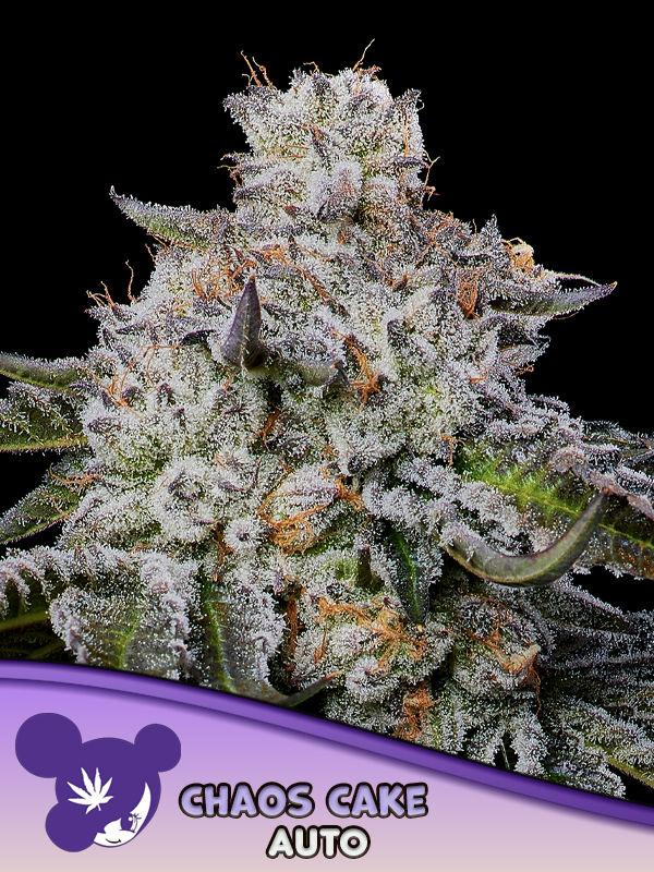 Chaos Cake Auto - Anesia Seeds