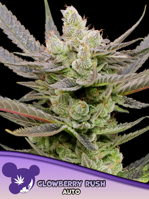 Glowberry Rush Auto - Anesia Seeds