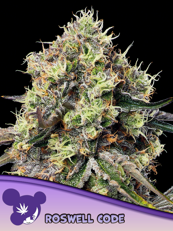 Roswell Code - Anesia Seeds