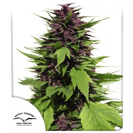 Dutch Passion Frisian Duck -5