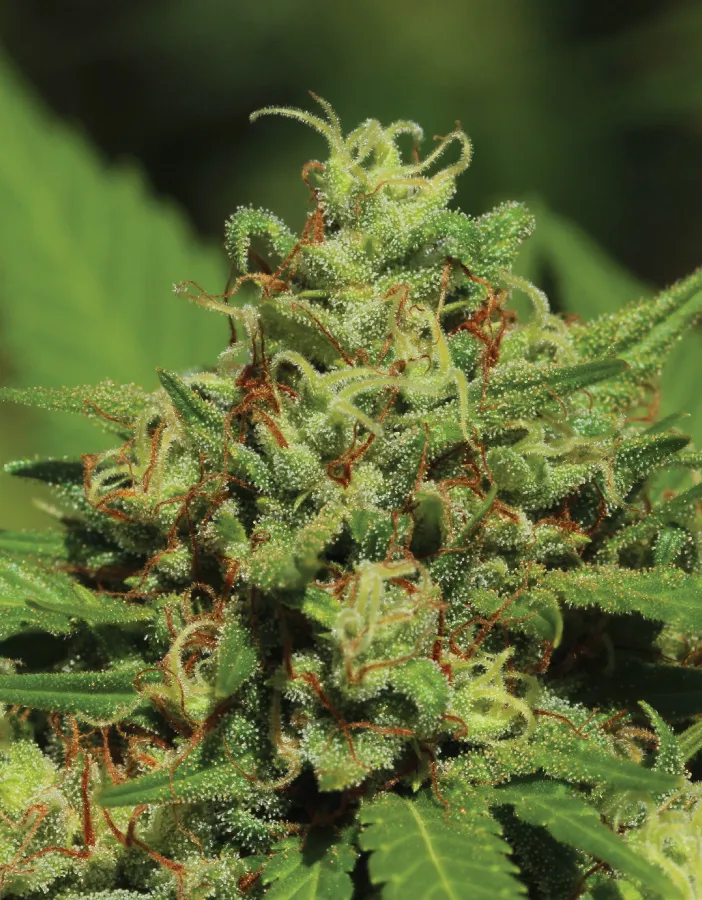 Emerald Fire OG Auto - Humboldt Seeds Company
