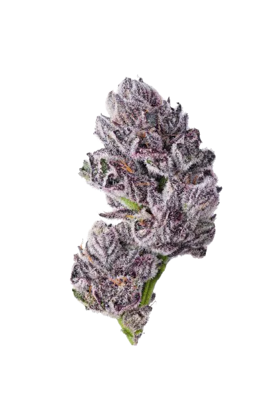 Iced Sangria Triploid F1 - Growers Choice