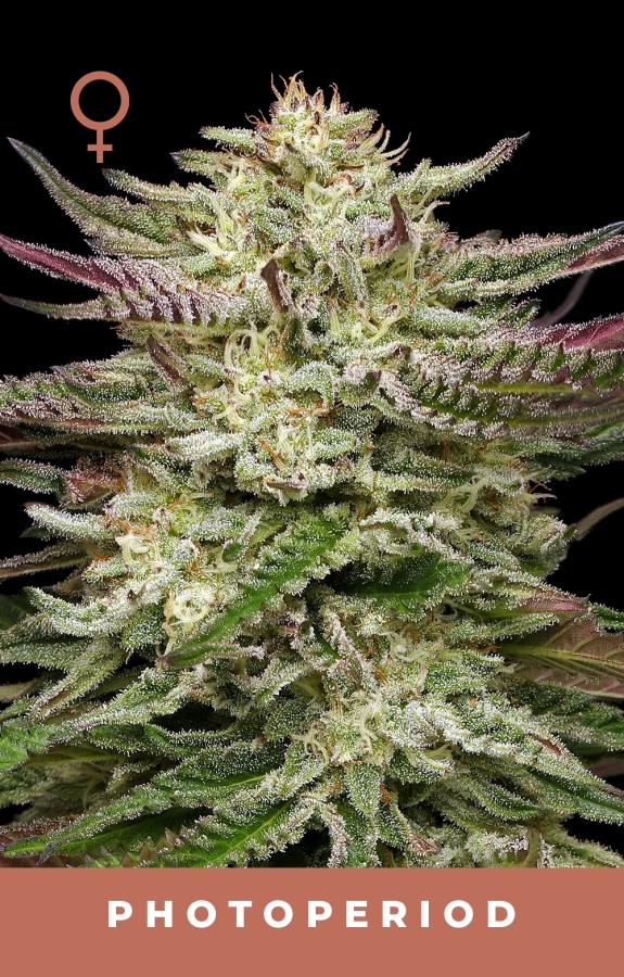 Humboldt Headband - Humboldt Seeds Company