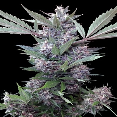 Bubba Kush x PCK Reg. - ACE Seeds