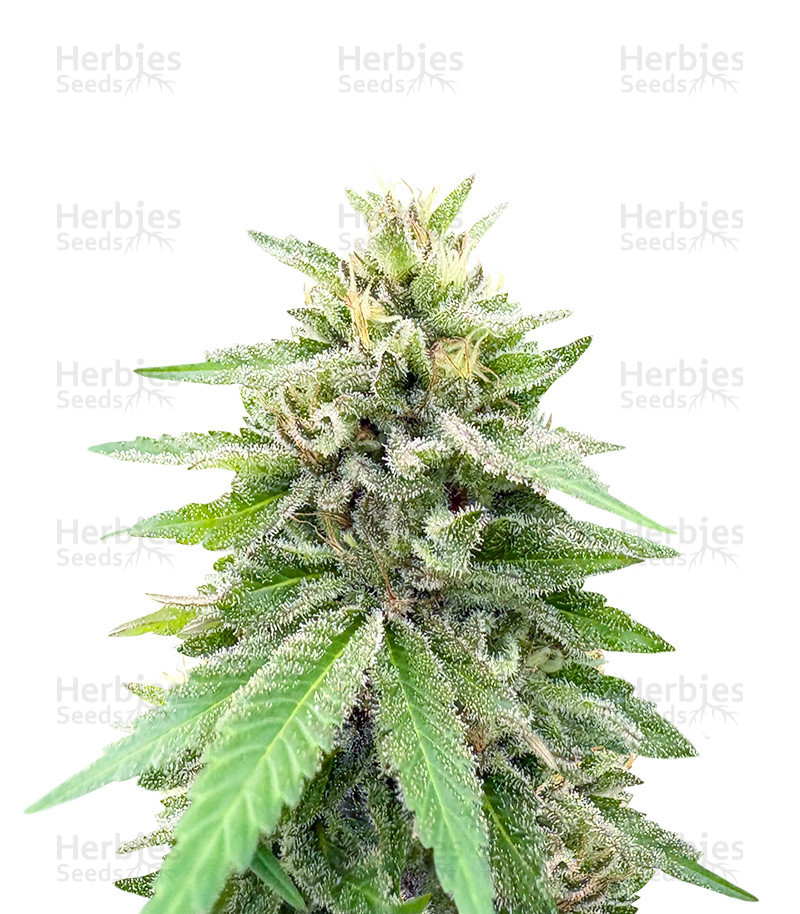 Lord Kush feminisierte Samen (Delicious Seeds)