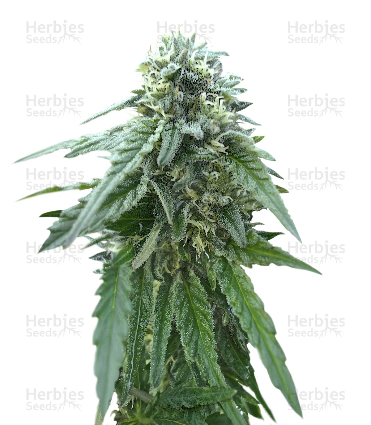 Early Skunk regular (Sensi Seeds) Cannabis-Samen