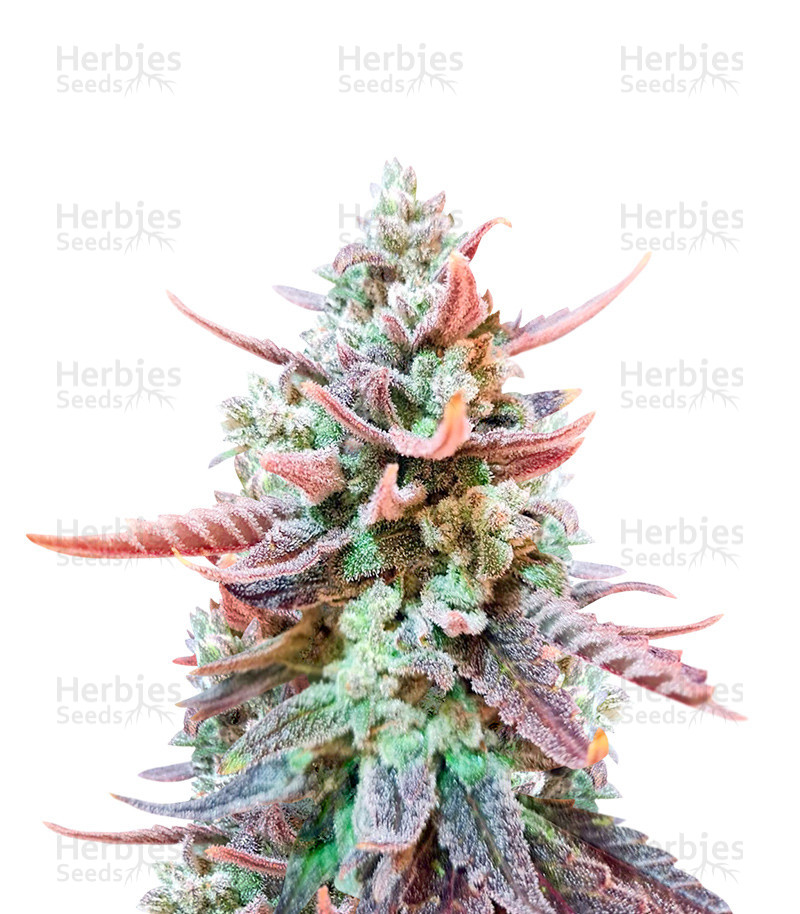 Original Glue (Nirvana Seeds) Cannabis-Samen