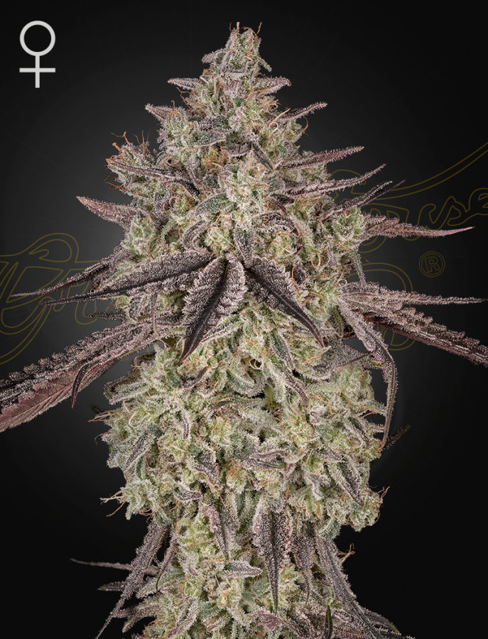 Skywalker Auto - Green House Seeds