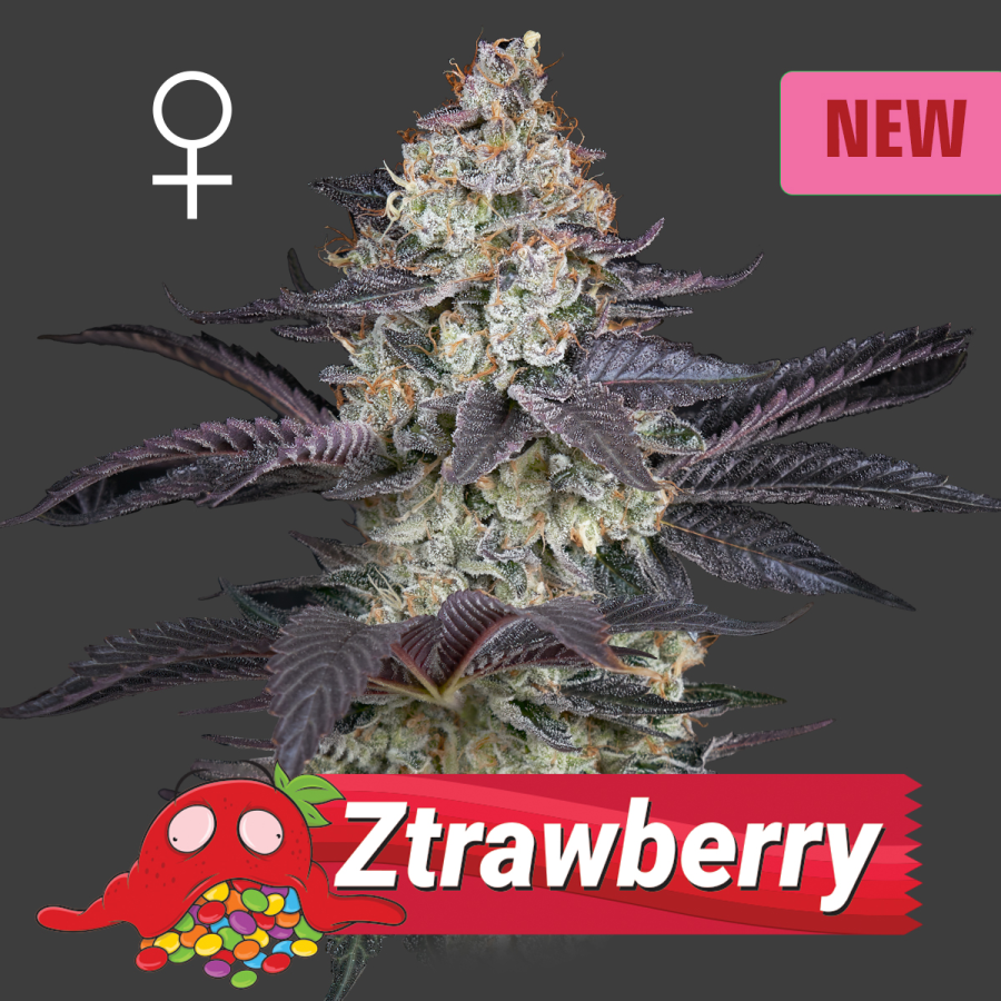 Ztrawberry - Green House Seeds