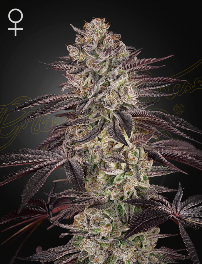Biscotti Autoflowering - Green House Seeds