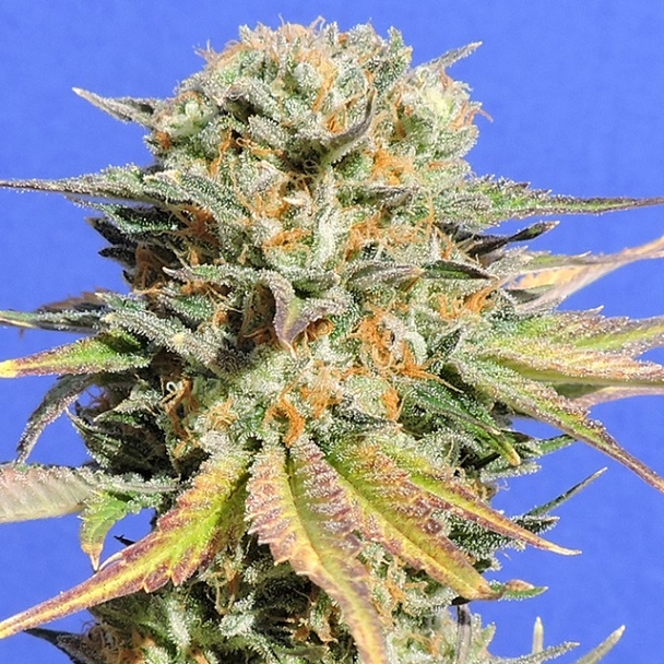 Bruce Banner #3 - Original Sensible seeds