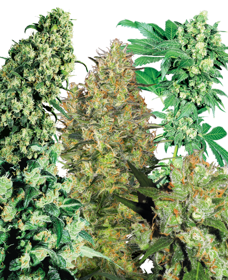 Indoor Mix regulär - Sensi Seeds