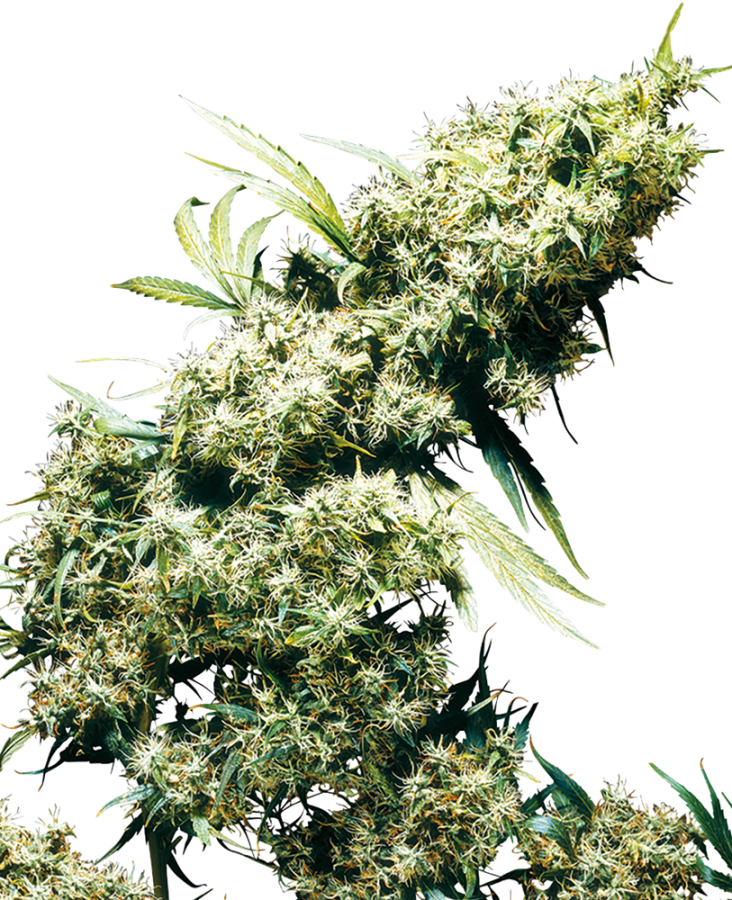 Jamaican Pearl - Sensi Seeds