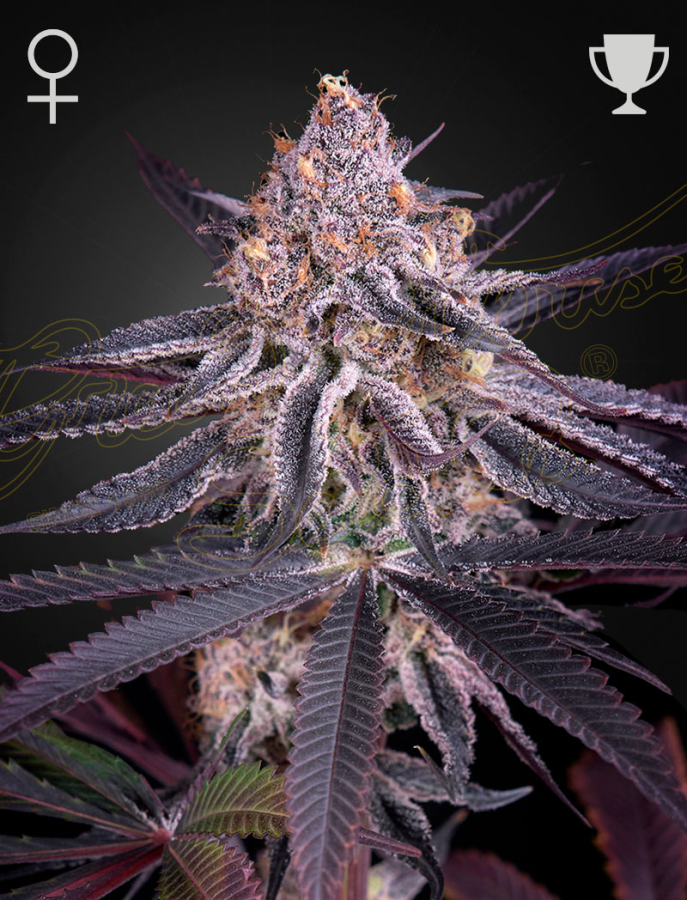 King's Juice - GreenHouse Seeds
