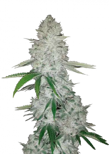 Gorilla Glue Auto vormals Glue Auto - FastBuds