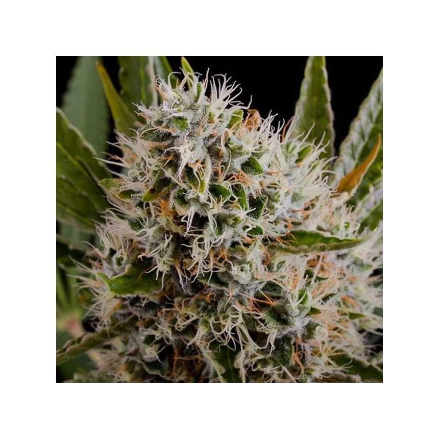 Lithium OG Kush - Nirvana Seeds