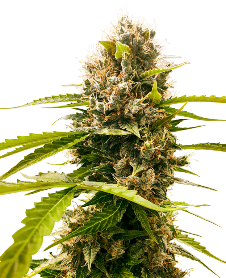Mandarin Punch - Sensi Seeds
