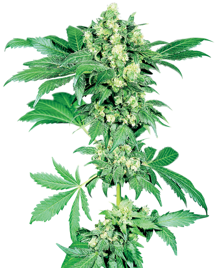 Maple Leaf Indica regulär - Sensi Seeds