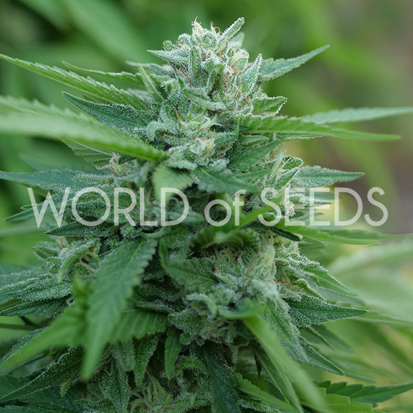 Mongolia THC Free - World of Seeds