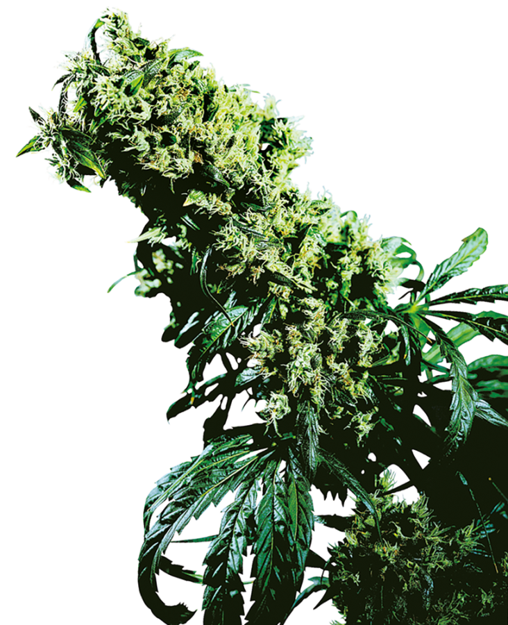Northern Lights #5 x Haze - Sensi Seeds