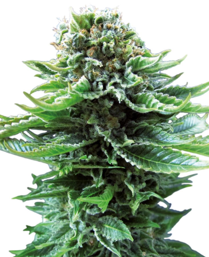 Northern Lights Auto - Sensi Seeds